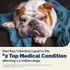 imageVetnique Glandex Daily Probiotics for Dogs with Prebiotics to Support Gut Health with Fiber and Digestive Enzymes Probiotic Chews or Powders 120ct Chews Bacon ChewsPork Powder